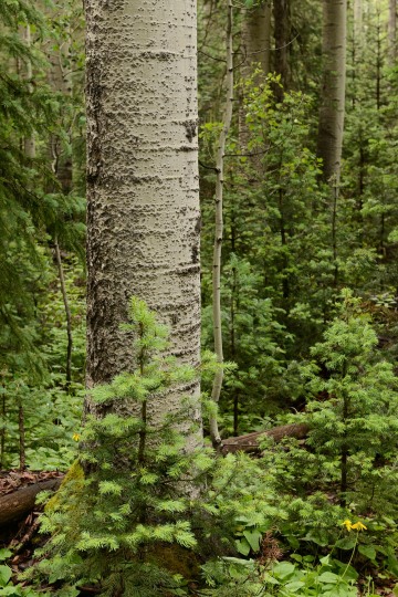 Old Growth Aspen and Pines || Gunnison National Forest, CO