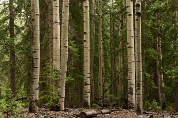 Old Growth Aspen and Pines || Gunnison National Forest, CO