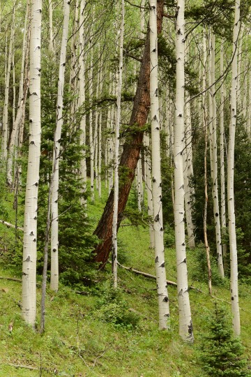 Old Growth Aspen and Pines || Gunnison National Forest, CO