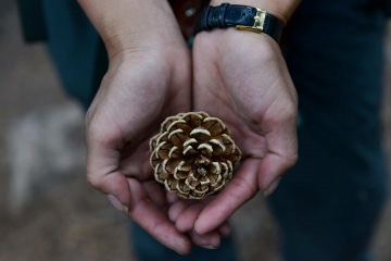 Pine Cone || Colorado