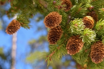Pine Cones & Blue Sky || Gunnison National Forest, CO