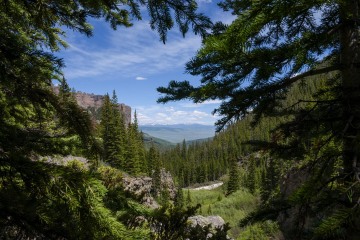 Pine Framed West Elk Wilderness || Colorado