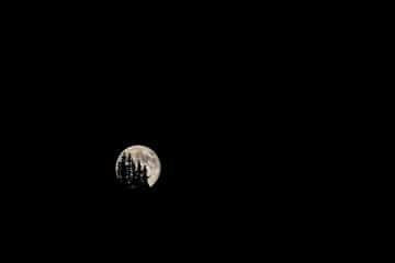 Pine Trees and Supermoon || Colorado