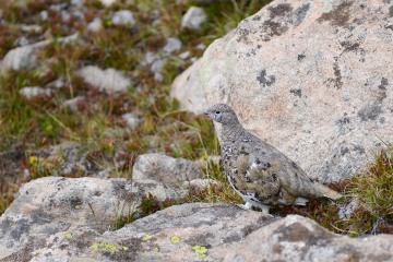 Ptarmigan || Mt. Havard, CO