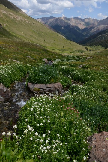 Silver Creek || San Juan Mountains, CO