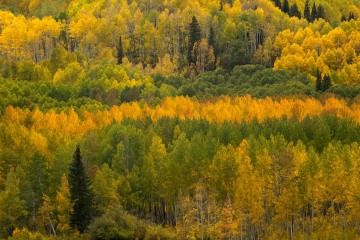 Streak of Fall Color || Crested Butte, CO