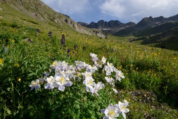 Sunlit Columbines in American Basin || Colorado