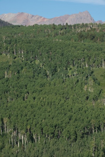 Wall of Aspens || Colorado