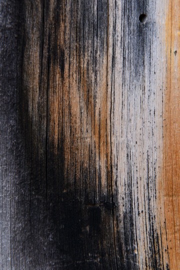 Wildfire Pine || Colorado