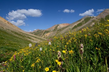Wildflowers along Silver Creek || Colorado