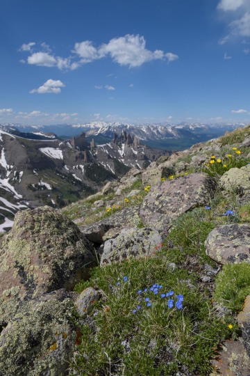 Wildflowers at Storm Pass || Gunnison National Forest, CO