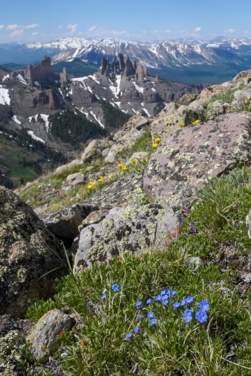Wildflowers at Storm Pass || Gunnison National Forest, CO
