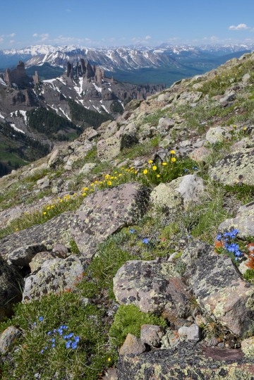Wildflowers at Storm Pass || Gunnison National Forest, CO