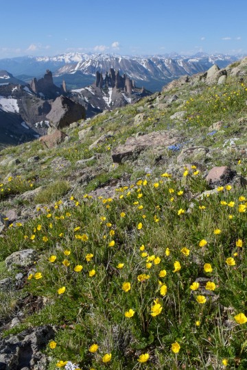 Wildflowers at Storm Pass || Gunnison National Forest, CO