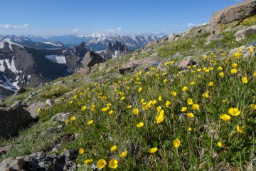 Wildflowers at Storm Pass || Gunnison National Forest, CO