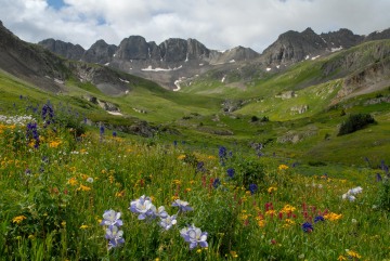 Wildflowers of American Basin || Colorado