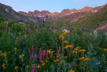 Wildflowers of American Basin || Colorado