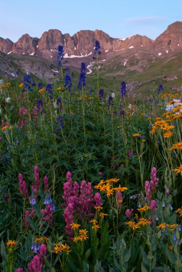 Wildflowers of American Basin || Colorado