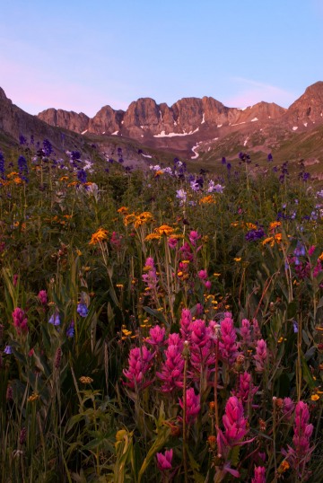 Wildflowers of American Basin || Colorado