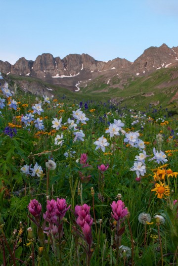 Wildflowers of American Basin || Colorado