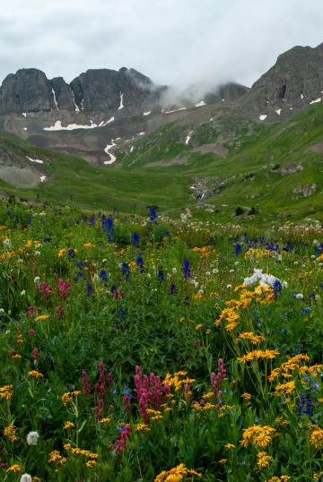 Wildflowers of American Basin || Colorado