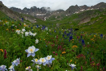 Wildflowers of American Basin || Colorado
