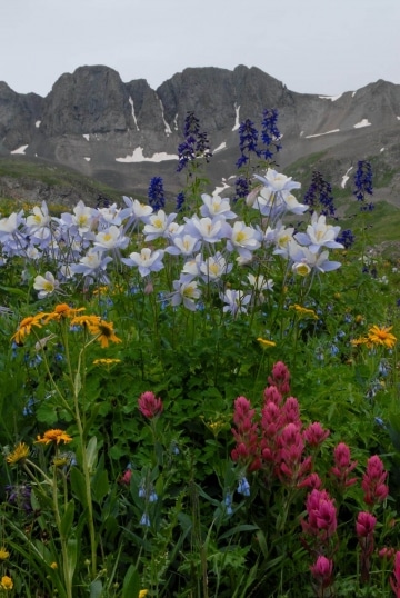 Wildflowers of American Basin || Colorado