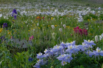 Wildflowers of American Basin || Colorado