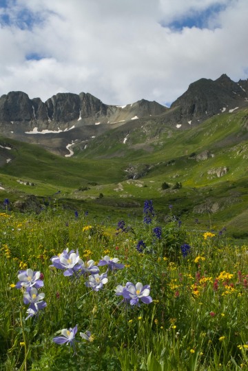 Wildflowers of American Basin || Colorado