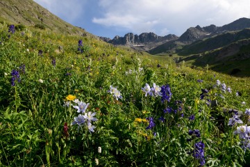 Wildflowers of San Juan|| American Basin, CO