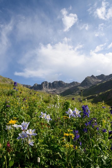 Wildflowers of San Juan|| American Basin, CO
