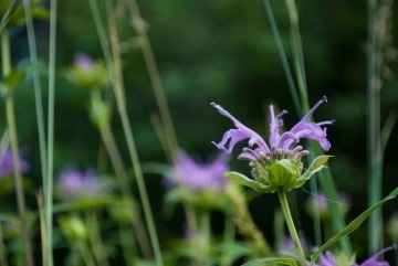 Wildflowers of Sangre de Cristo || Colorado
