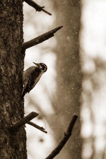 Winter Woodpecker || Colorado
