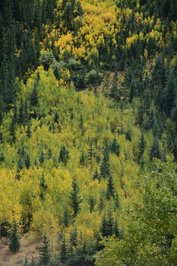 Young Aspens in Fall || Guenella Pass, CO