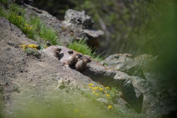 Young Marmots || Gunnison National Forest, CO