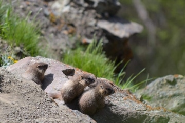 Young Marmots || Gunnison National Forest, CO