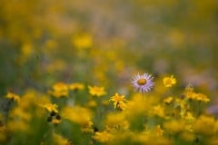 A Lone Aster || Governor Basin, CO