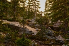 Alpine Forest Sunset || Mt of the Holy Cross, CO