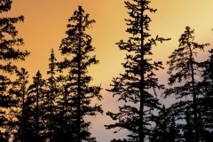Alpine Forest Sunset || Mt of the Holy Cross, CO