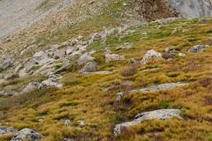 Alpine Ridge to Mt. Harvard || Colorado