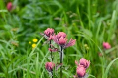 Alpine Wildflower || Gunnison National Forest, CO