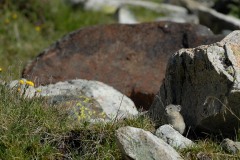 American Pika || Colorado