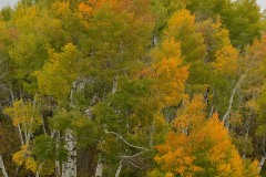 Anthracite Fall || Colorado