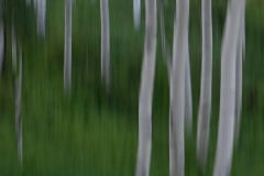 Aspen Rebirth || Colorado