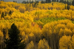 Aspens in Autumn Splendor || Crested Butte, CO