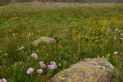 Asters and Indian Paintbrush || Governor Basin, CO