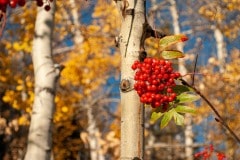 Autumn Day in the Mountains || Colorado