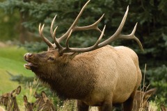 Bugling Elk || Colorado