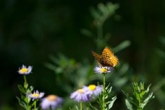Butterfly on Purple Aster || Colorado