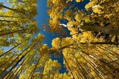 Ceiling of Aspens || Colorado